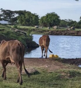 Kenya cattle water source IMG_7290